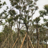中山花木基地供應 麻楝 多種規格 袋苗