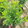 綠籬袋苗大紅花高70-80cm扶桑朱槿中山基地直銷